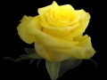 high & yellow
